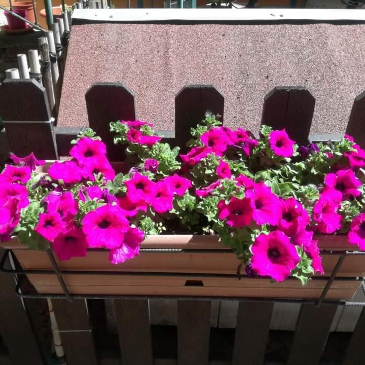 Casa Fiorita Frühstückspension